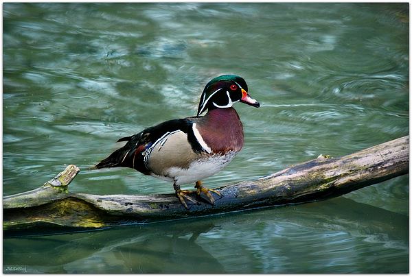 Marilyn DeBlock - Male Wood Duck
