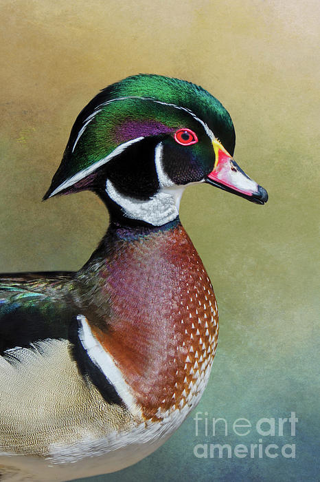 Catherine Stolz - Male Wood Duck Portrait
