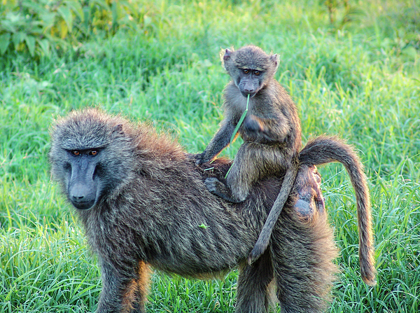 Mama and Toto Baboon Throw Pillow