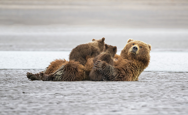 https://images.fineartamerica.com/images/artworkimages/medium/3/mama-bear-nursing-cubs-alaska-joan-carroll.jpg