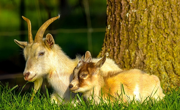 Goat Toddler Shirt 