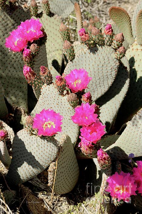 Carol Groenen - Many Pink Blooms on Prickly Pear.