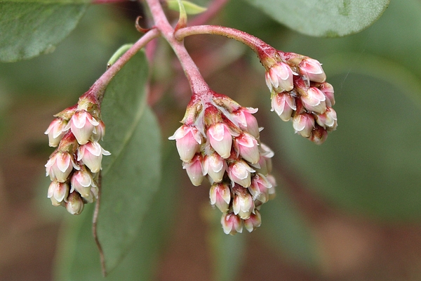 Kerstin Epifanio - Manzanita Flower Buds