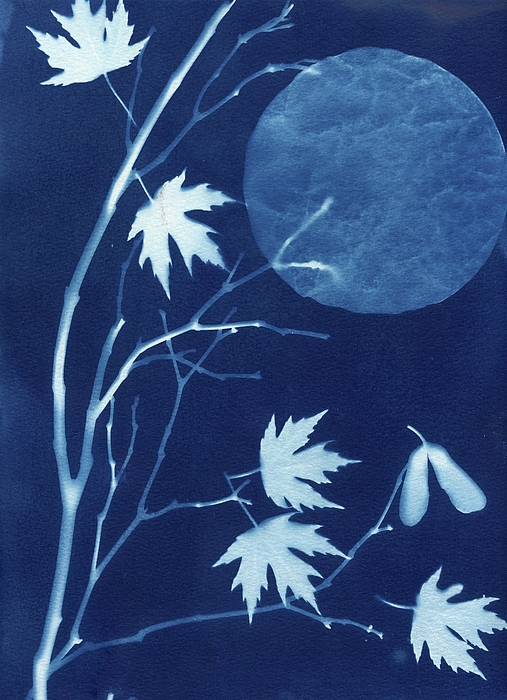 Jane Linders - Maple Moon Cyanotype