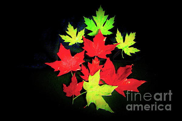 Maria Faria Rodrigues - Maples In Neon Glory
