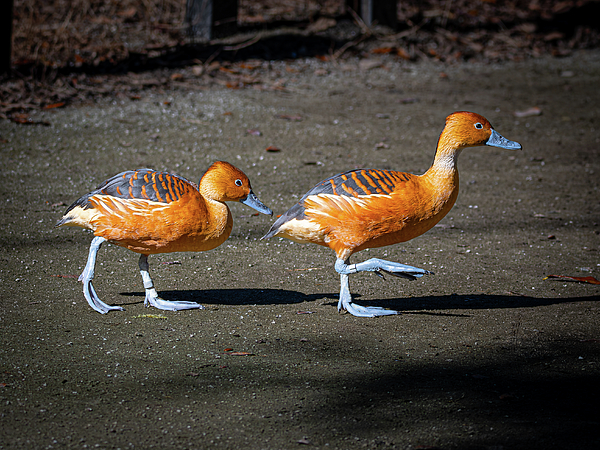 Galen Mills - Marching Fulvous Whistling-Duck 