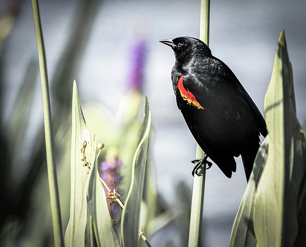 Rebecca Herranen - Marshland Red Winged Blackbird 