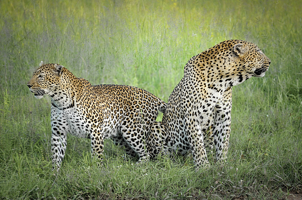 Rebecca Herranen - Mating Leopard Pair One