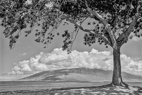 John Butler - Maui Tree - Black and White