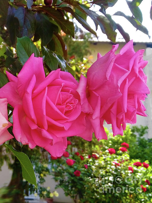 Jasna Dragun - May Rose Garden