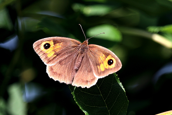 Meadow Brown Butterfly Shower Curtain By Paul West Pixels, 60% OFF