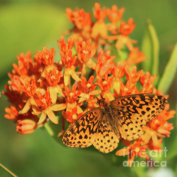 Maili Page - Meadow Fritillary on a Butterfly Weed in Big Meadows Shenandoah National Park