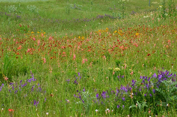 Gaby Ethington - Meadow of Wildflowers in Texas