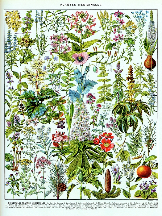 Vicky Brago-Mitchell - Medicinal Plants Vintage French Botanical Print