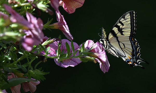 Butterfly Art