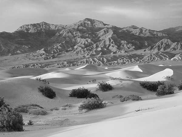 Joe Schofield - From the Mesquite Dunes to the Grapevine Range