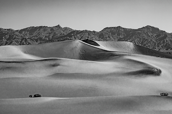 Bill Gallagher - Mesquite Dunes Black and White