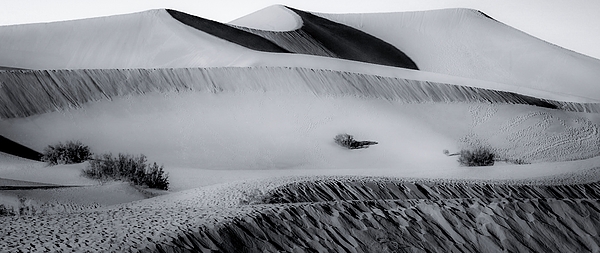 Rebecca Herranen - Mesquite Dunes in Death Valley Black and White