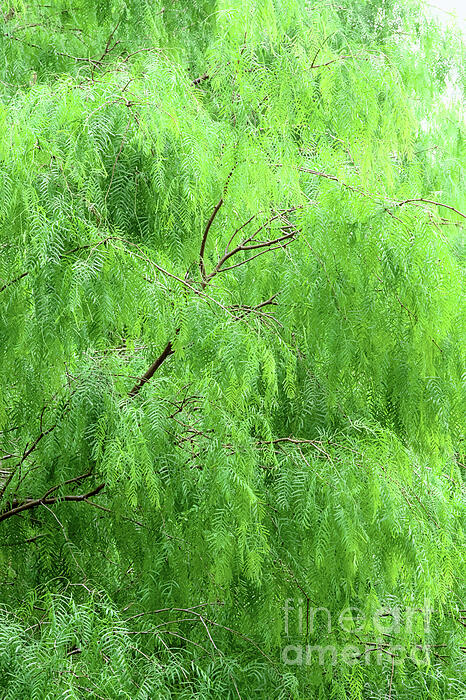 Gary Richards - Mesquite Tree Green