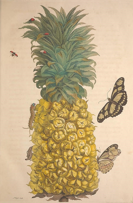Fruit Art