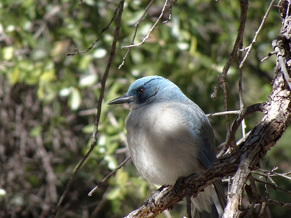 Jeanne Emmerson - Mexican Jay at Chiricahua