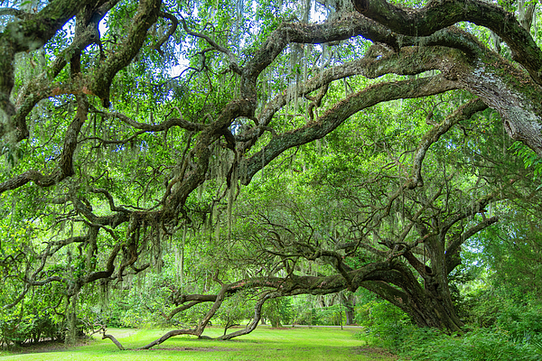 Wayne Moran - Mighty Ancient Oak Spanish Moss Magnolia Plantation and Gardens Charleston South Carolina