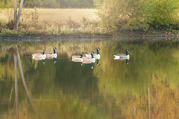 Nancy Carol Photography - Migrating Geese Taking A Rest