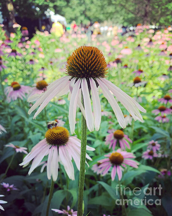 Summer Photographs