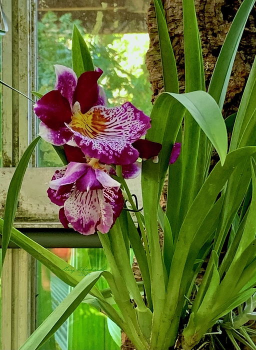 Gary F Richards - Miltoniopsis Orchid Selby Gardens
