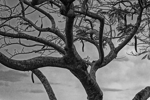 https://images.fineartamerica.com/images/artworkimages/medium/3/mimosa-tree-in-black-and-white-alan-goldberg.jpg