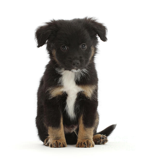 https://images.fineartamerica.com/images/artworkimages/medium/3/mini-american-shepherd-puppy-7-weeks-old-warren-photographic.jpg
