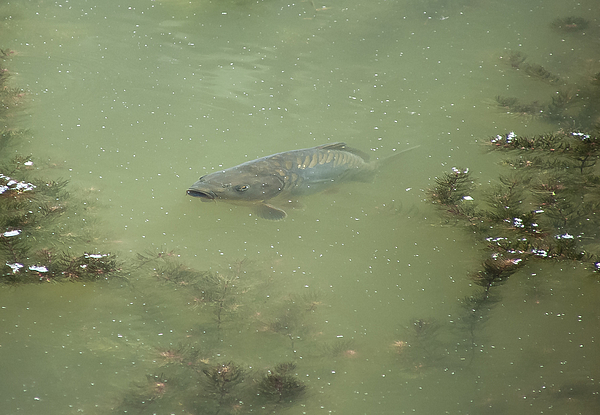 Mirror Carp, Coffee Mug