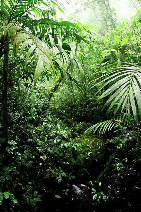 Nicklas Gustafsson - Misty Rainforest Creek