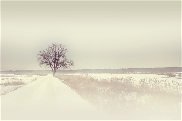 Slawek Aniol - Misty Winter Afternoon