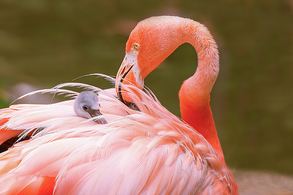 Steve Rich - Mommy Flamingo and Her New Born 2