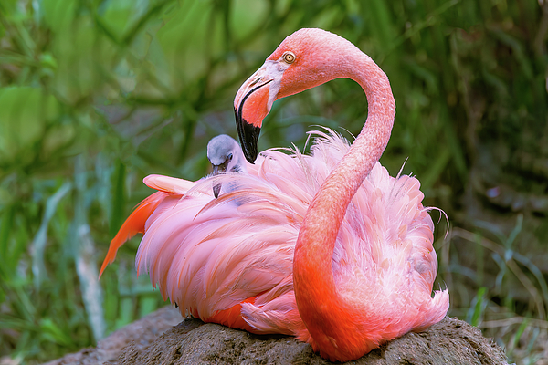 Steve Rich - Mommy Flamingo and Her New Born