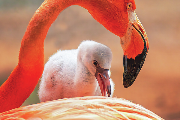 Steve Rich - Mommy Flamingo Caring for Baby 1