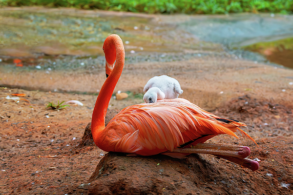 Steve Rich - Mommy Flamingo Caring for Baby 2