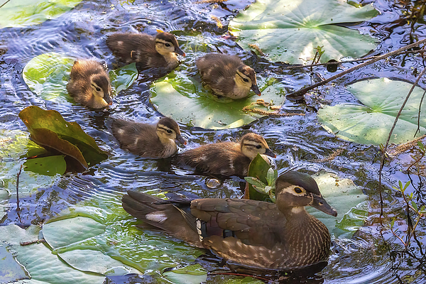 Steve Rich - Mommy Wood Duck and Her Ducklings