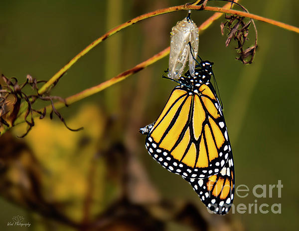Harry Wind - Monarch and Chrysalis 
