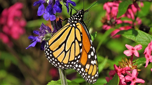 Dylyce Clarke - Monarch Butterfly