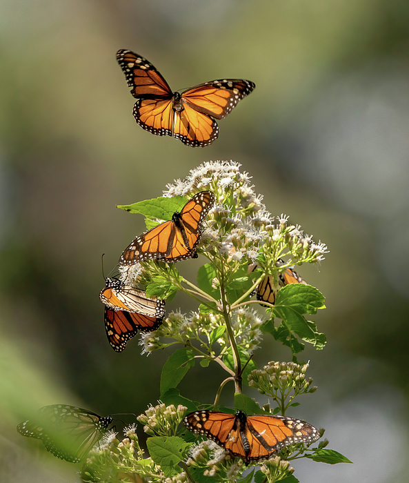 Judi Dressler - Monarch Butterfly Gathering