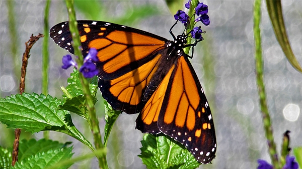 Dylyce Clarke - Monarch Butterfly I