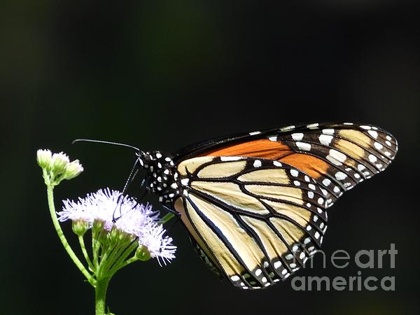 Butterfly Art