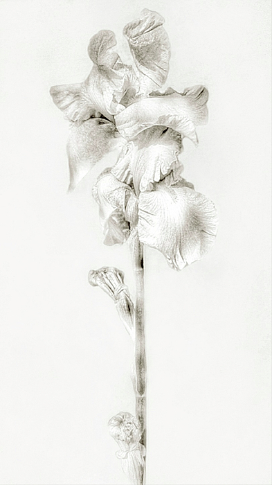 Antonia Surich - Monochrome Iris Flower 