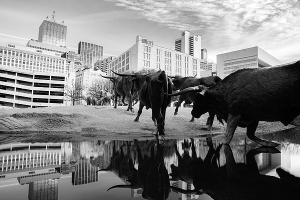 Gregory Ballos - Monochrome Morning At The Longhorn Cattle Drive In Downtown Dallas Texas