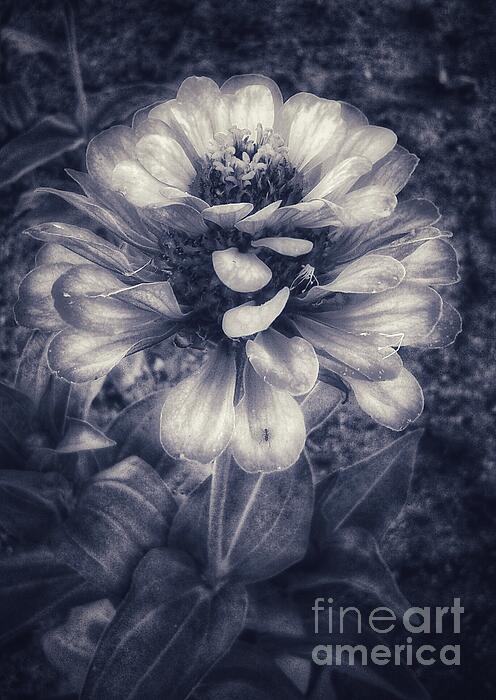 Lara Kaye - Monochrome Zinnia Flower Photograph 