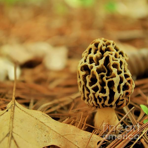 Scott Mason Photography - Morel Season Means Spring is Here