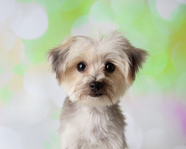 https://images.fineartamerica.com/images/artworkimages/medium/3/morkie-yorkie-maltese-mix-dog-face-portrait-ashley-swanson.jpg
