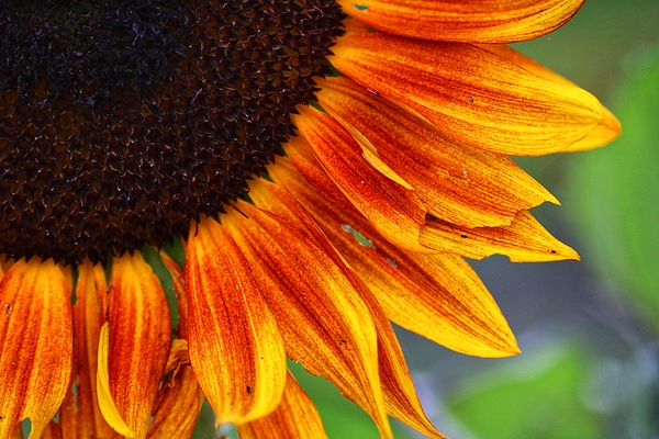 Sunflower Photographs